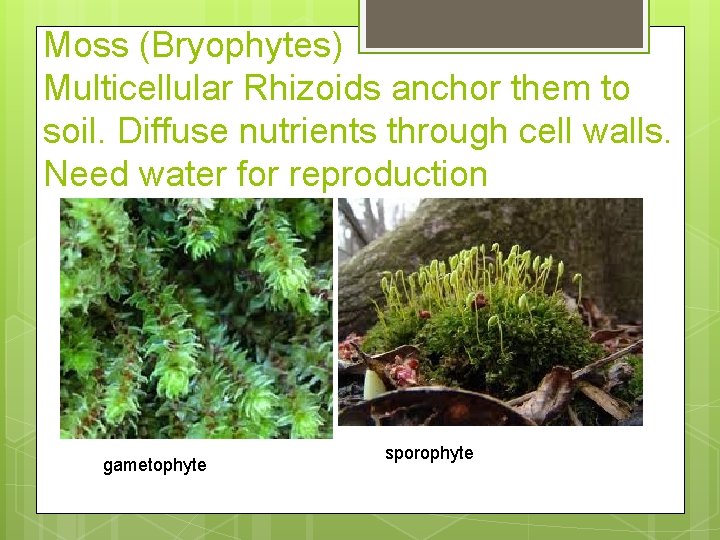 Moss (Bryophytes) Multicellular Rhizoids anchor them to soil. Diffuse nutrients through cell walls. Need