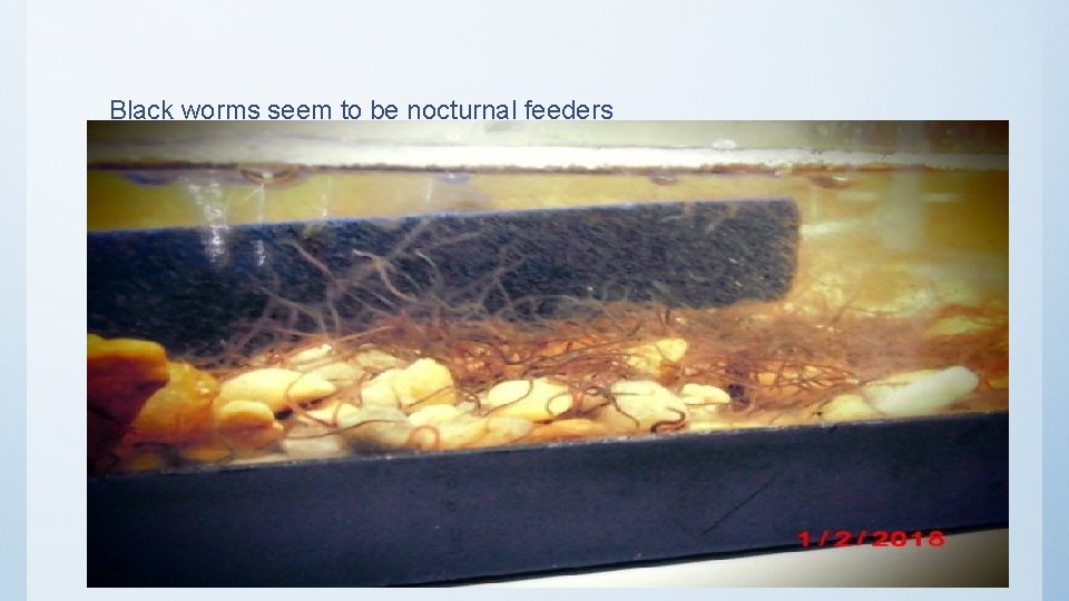 Black worms seem to be nocturnal feeders 10/6/2020 