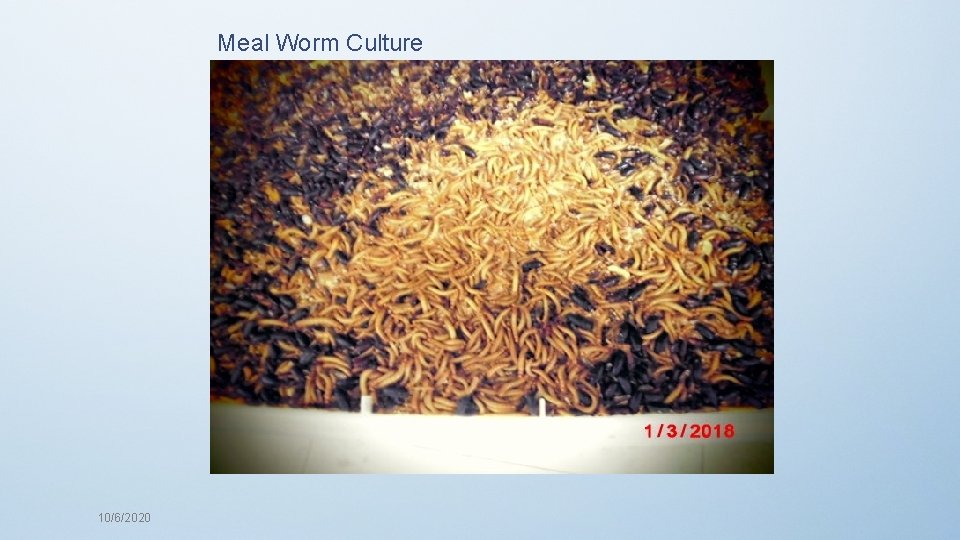 Meal Worm Culture 10/6/2020 