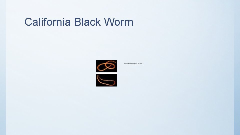 California Black Worm 