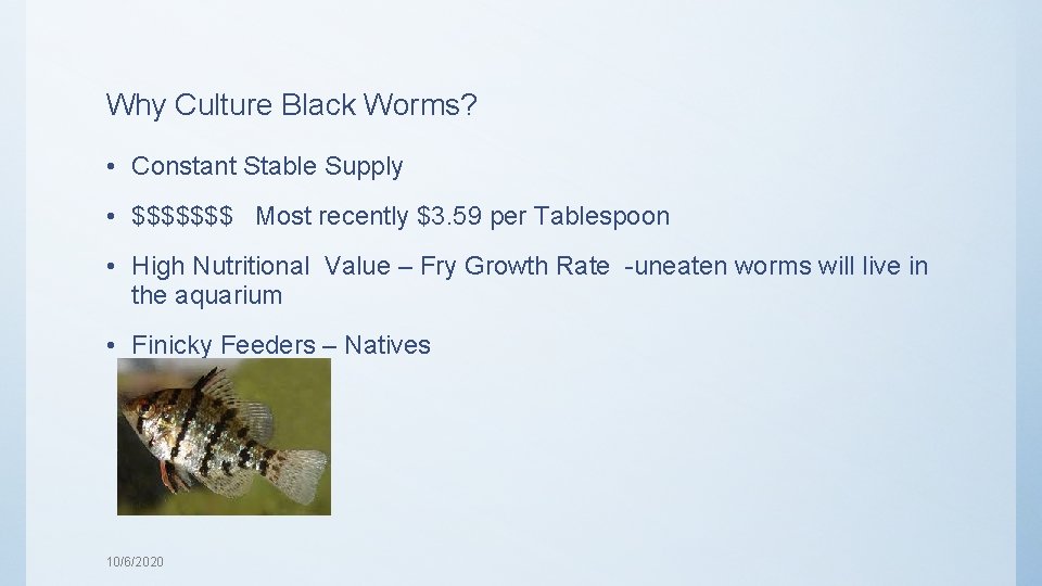 Why Culture Black Worms? • Constant Stable Supply • $$$$$$$ Most recently $3. 59