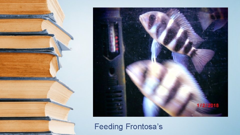 Feeding Frontosa’s 