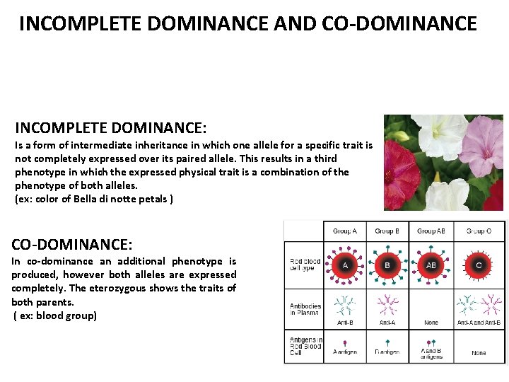 INCOMPLETE DOMINANCE AND CO-DOMINANCE INCOMPLETE DOMINANCE: Is a form of intermediate inheritance in which