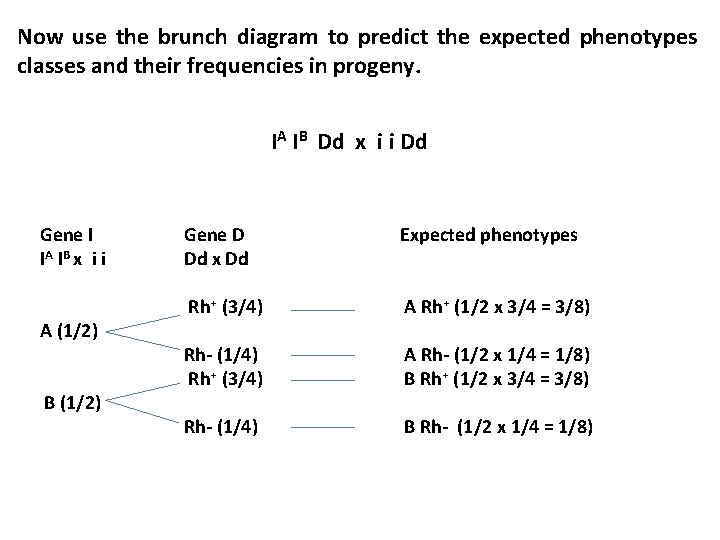 Now use the brunch diagram to predict the expected phenotypes classes and their frequencies