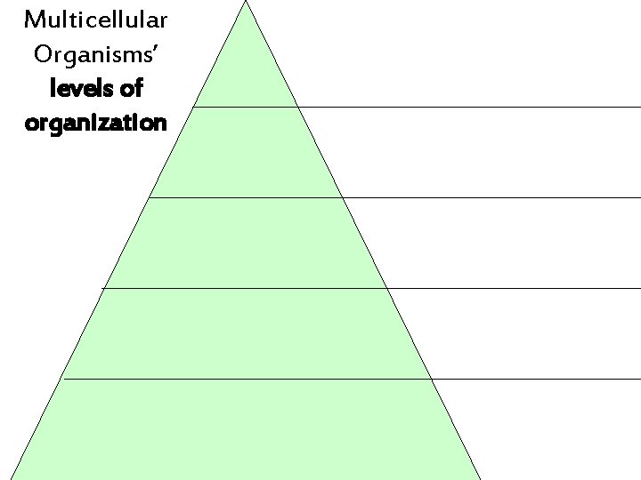 Multicellular Organisms’ levels of organization 