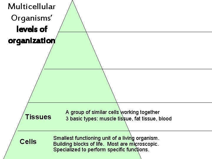 Multicellular Organisms’ levels of organization Tissues Cells A group of similar cells working together