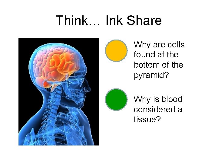 Think… Ink Share Why are cells found at the bottom of the pyramid? Why