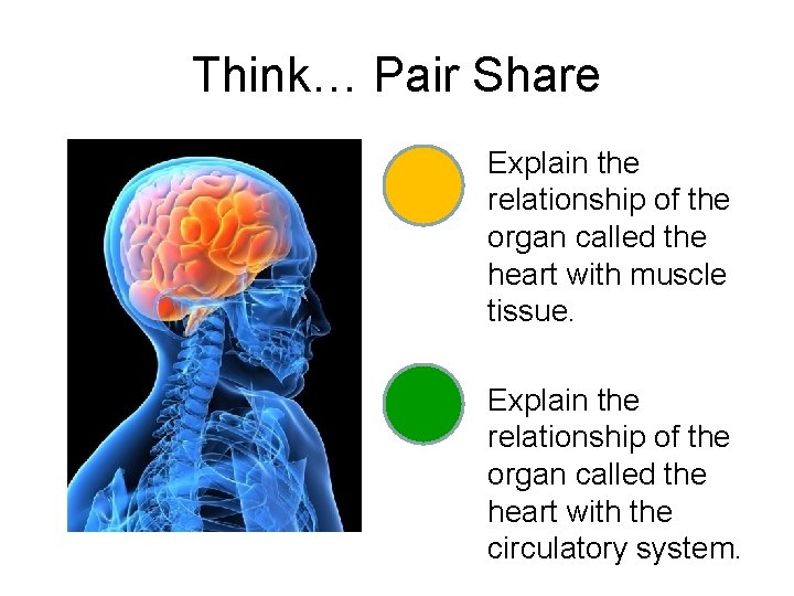Think… Pair Share Explain the relationship of the organ called the heart with muscle