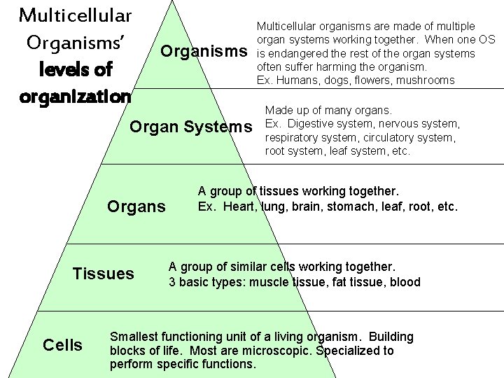 Multicellular Organisms’ levels of organization Organisms Organ Systems Organs Tissues Cells Multicellular organisms are