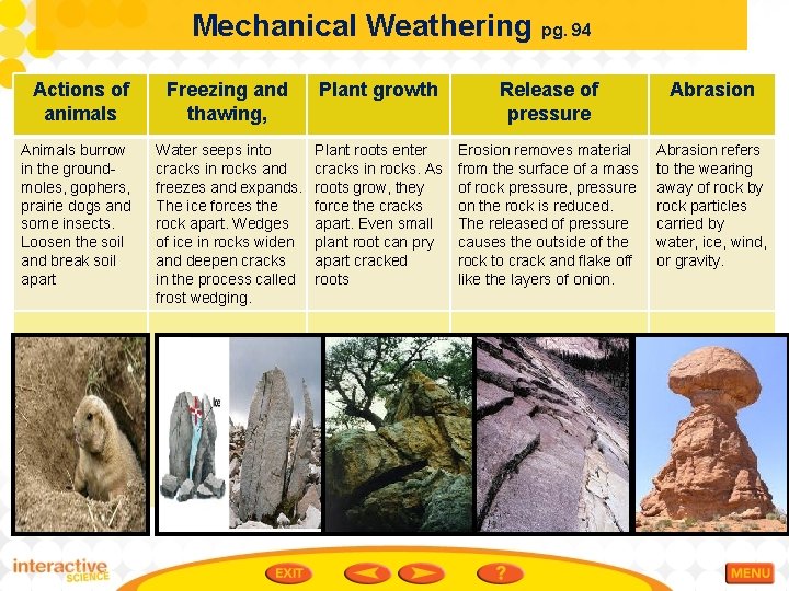 Mechanical Weathering pg. 94 Actions of animals Animals burrow in the groundmoles, gophers, prairie