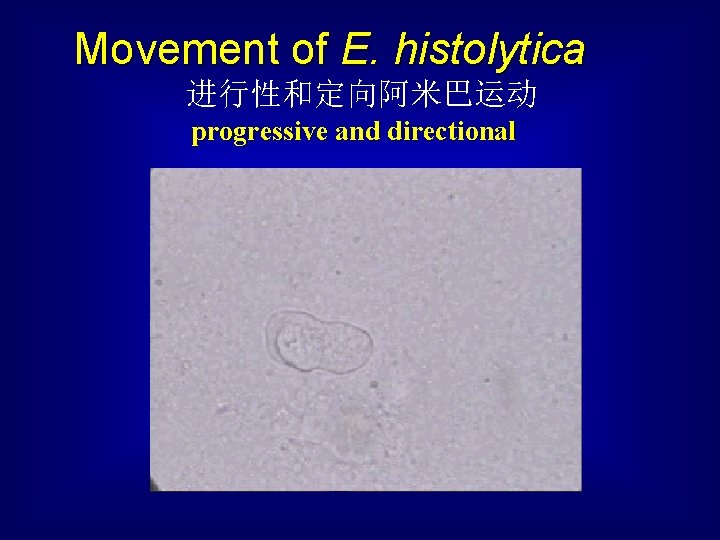  Movement of E. histolytica 进行性和定向阿米巴运动 progressive and directional 