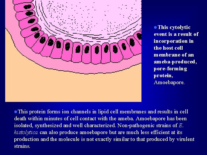 l. This cytolytic event is a result of incorporation in the host cell membrane