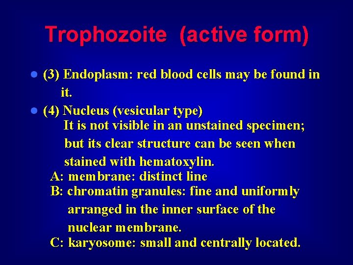 Trophozoite (active form) (3) Endoplasm: red blood cells may be found in it. l