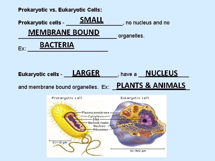 Prokaryotic vs. Eukaryotic Cells: SMALL Prokaryotic cells - __________, no nucleus and no MEMBRANE