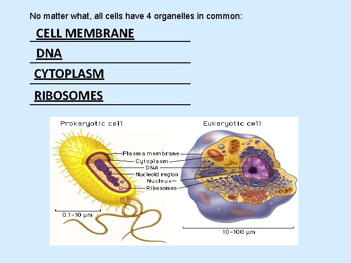 No matter what, all cells have 4 organelles in common: CELL MEMBRANE _________________ DNA