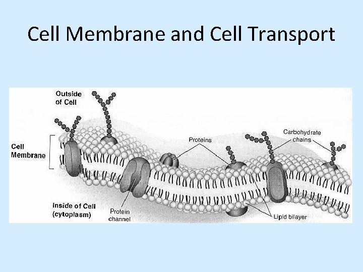Cell Membrane and Cell Transport 