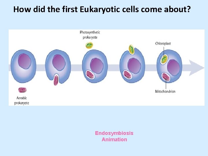 How did the first Eukaryotic cells come about? Endosymbiosis Animation 