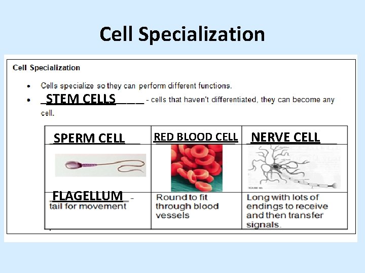 Cell Specialization STEM CELLS SPERM CELL FLAGELLUM RED BLOOD CELL NERVE CELL 