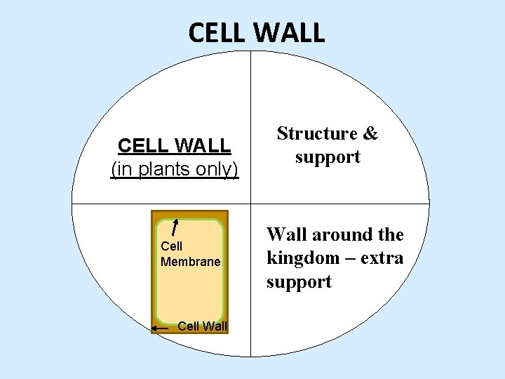 CELL WALL (in plants only) Cell Membrane Cell Wall Structure & support Wall around