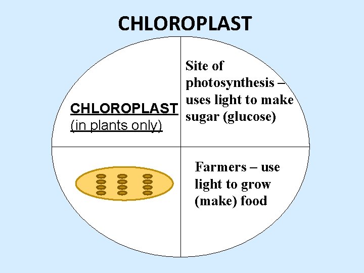 CHLOROPLAST Site of photosynthesis – uses light to make CHLOROPLAST sugar (glucose) (in plants