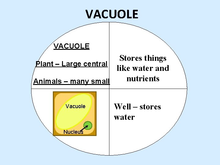 VACUOLE Stores things Plant – Large central like water and nutrients Animals – many VACUOLE Stores things Plant – Large central like water and nutrients Animals – many