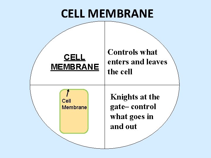 CELL MEMBRANE Cell Membrane Controls what enters and leaves the cell Knights at the