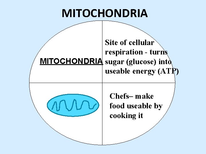 MITOCHONDRIA Site of cellular respiration - turns MITOCHONDRIA sugar (glucose) into useable energy (ATP)