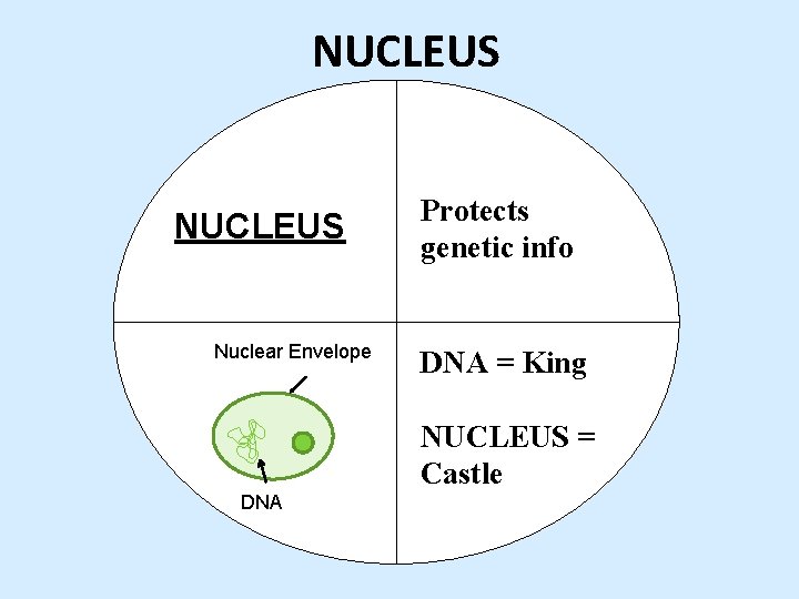 NUCLEUS Nuclear Envelope Protects genetic info DNA = King NUCLEUS = Castle DNA 
