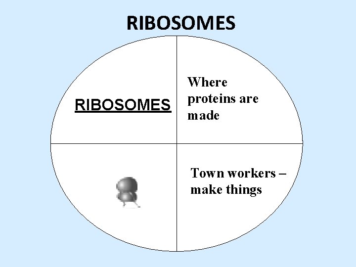 RIBOSOMES Where proteins are made Town workers – make things 