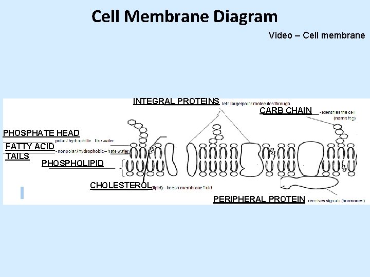 Cell Membrane Diagram Video – Cell membrane INTEGRAL PROTEINS CARB CHAIN PHOSPHATE HEAD FATTY