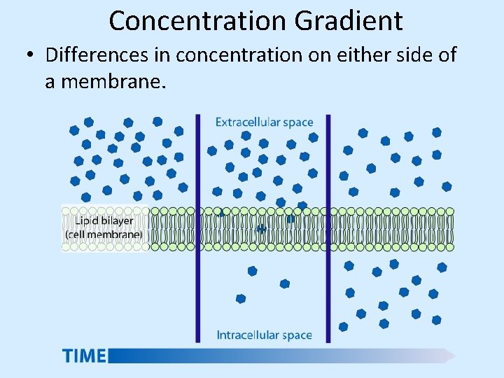 Concentration Gradient • Differences in concentration on either side of a membrane. 