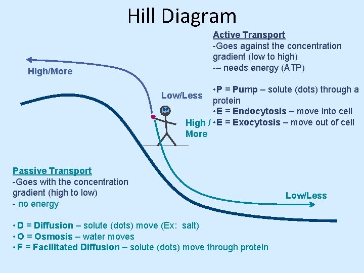 Hill Diagram Active Transport -Goes against the concentration gradient (low to high) -– needs
