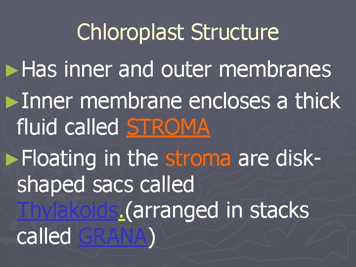 Chloroplast Structure ►Has inner and outer membranes ►Inner membrane encloses a thick fluid called