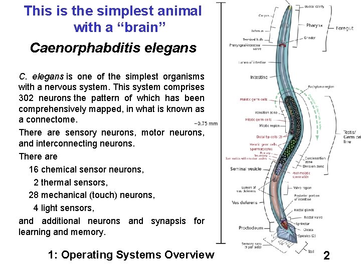 This is the simplest animal with a “brain” Caenorphabditis elegans C. elegans is one
