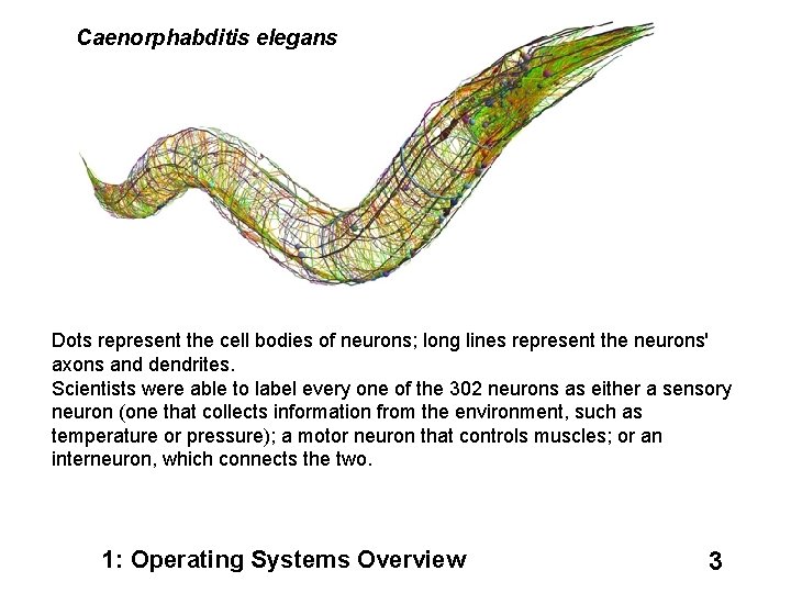 Caenorphabditis elegans Dots represent the cell bodies of neurons; long lines represent the neurons'
