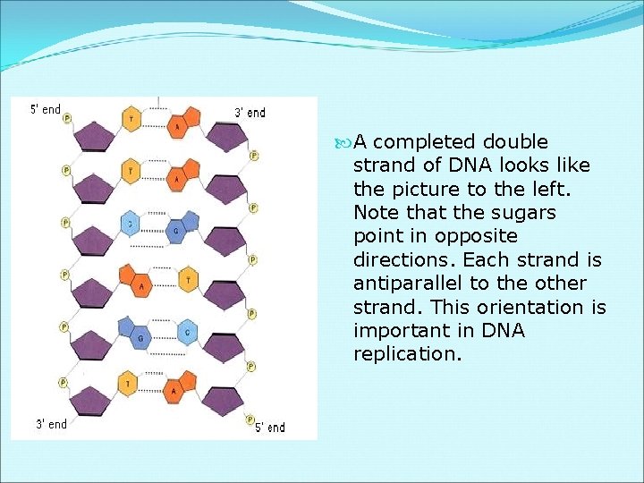  A completed double strand of DNA looks like the picture to the left.