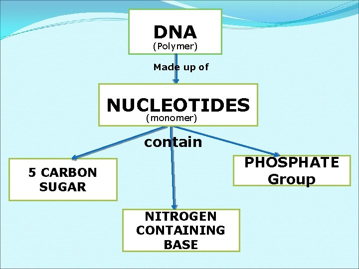 DNA (Polymer) Made up of NUCLEOTIDES (monomer) contain PHOSPHATE Group 5 CARBON SUGAR NITROGEN