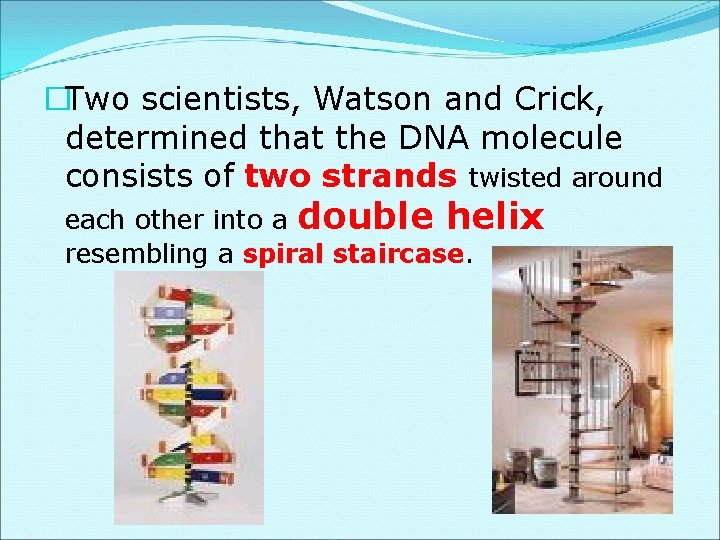 �Two scientists, Watson and Crick, determined that the DNA molecule consists of two strands