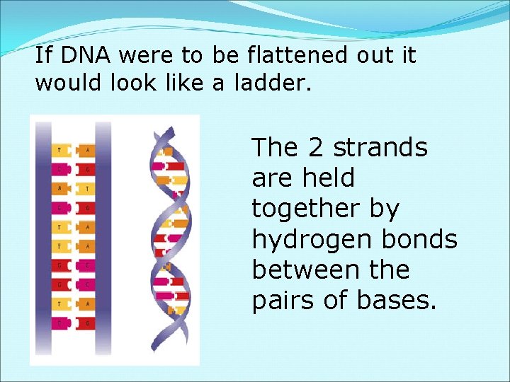 If DNA were to be flattened out it would look like a ladder. The