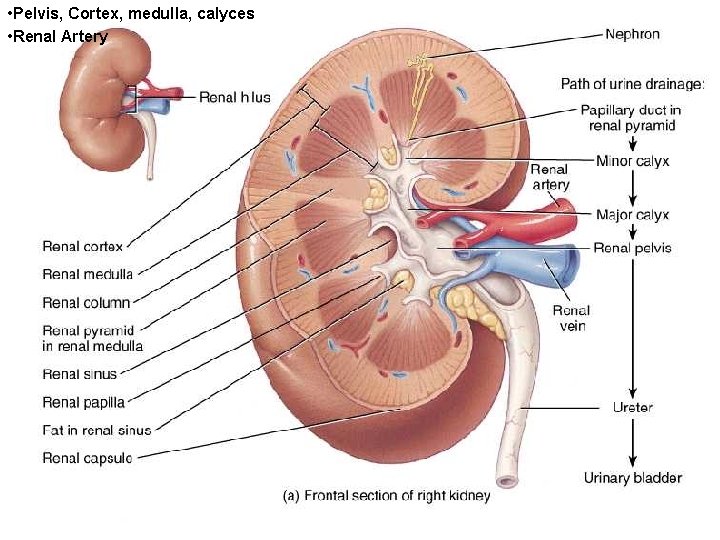  • Pelvis, Cortex, medulla, calyces • Renal Artery 