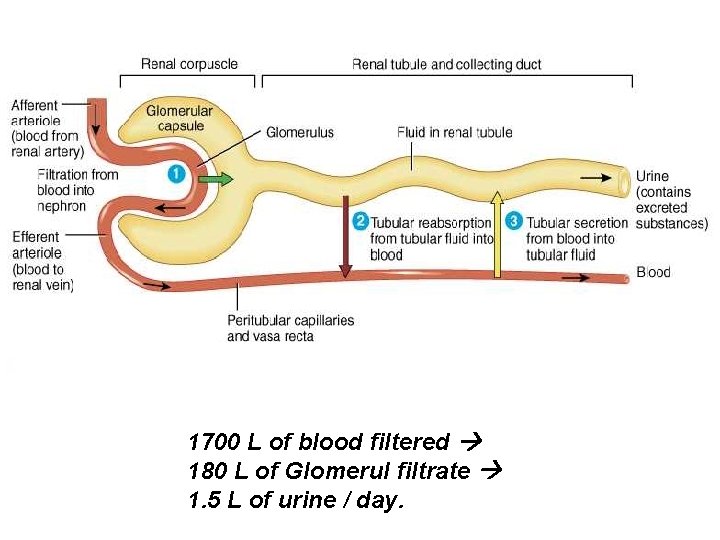 1700 L of blood filtered 180 L of Glomerul filtrate 1. 5 L of