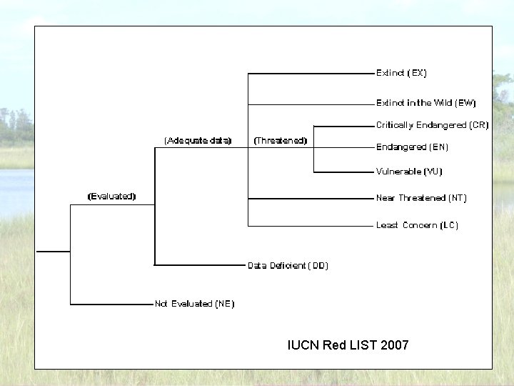 IUCN Red LIST 2007 