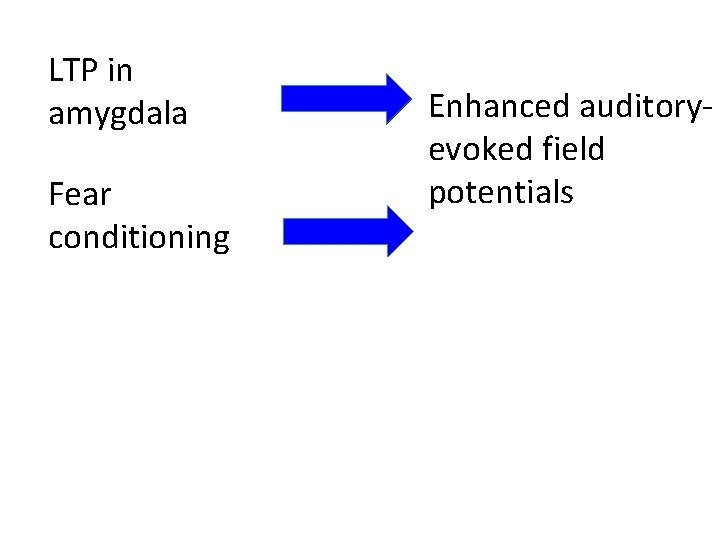 LTP in amygdala Fear conditioning Enhanced auditoryevoked field potentials 