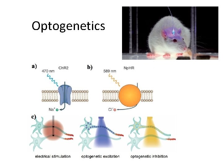 Optogenetics 