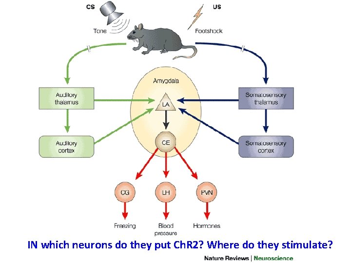 IN which neurons do they put Ch. R 2? Where do they stimulate? 