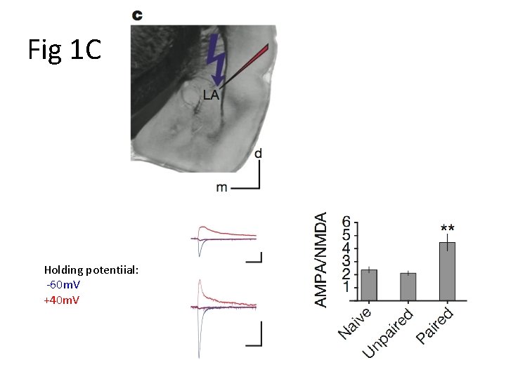 Fig 1 C Holding potentiial: -60 m. V +40 m. V 