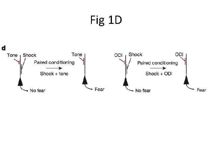 Fig 1 D 