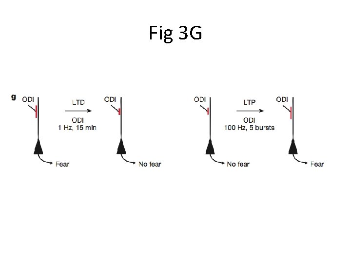 Fig 3 G 