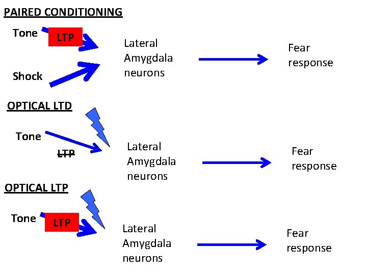 PAIRED CONDITIONING Tone LTP Shock Lateral Amygdala neurons Fear response OPTICAL LTD Tone LTP