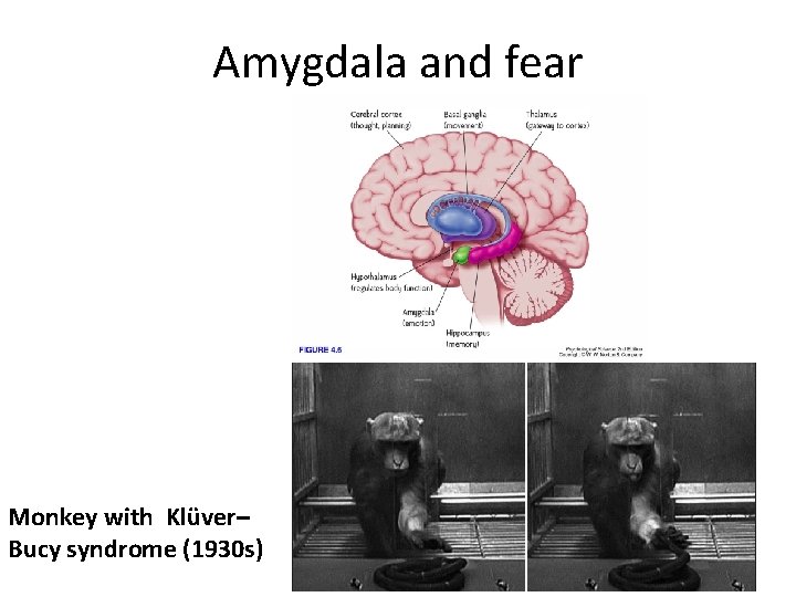 Amygdala and fear Monkey with Klüver– Bucy syndrome (1930 s) 